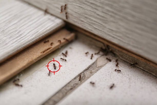 Best Pest Removal Services  in Pomona, CA