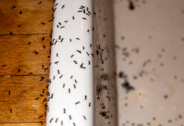 Best Pest Prevention Services  in Pomona, CA