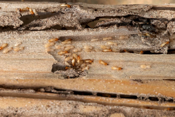 Best Mosquito Control Services  in Pomona, CA