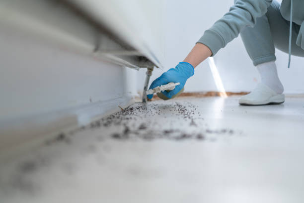 Best Affordable Pest Control Services  in Pomona, CA